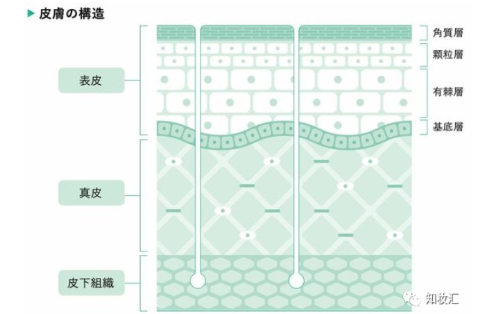 如何看待“小分子乳化剂”？一篇读懂成分吸收的5个重点